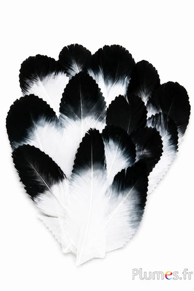 Petalo in piume - 11-15 x 5-6 cm - bianco-nero